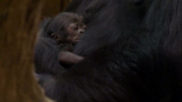 [DFW] Baby Gorilla Born in Budapest Zoo