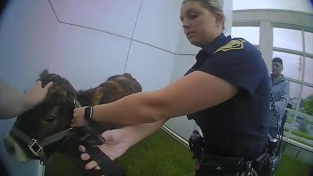 [DFW] Petting Zoo Cow Gives Police Chase