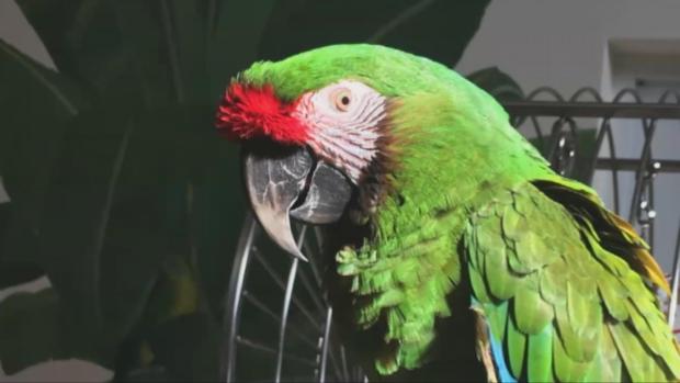 [DFW] Exotic Bird Stolen From Home