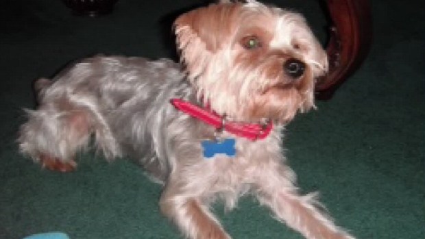 [DFW] Family Says Letter Carrier Threw Rock at Dog