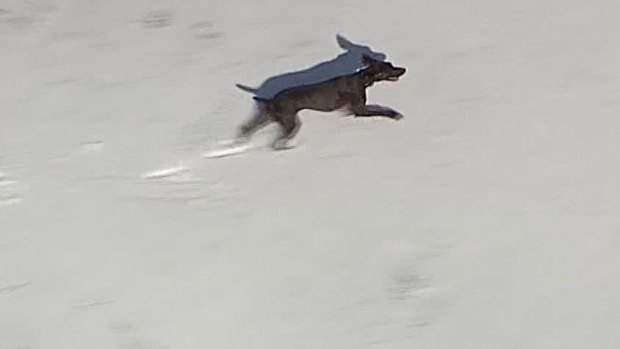 Dog Having a Blast in the Snow (Set to Music)