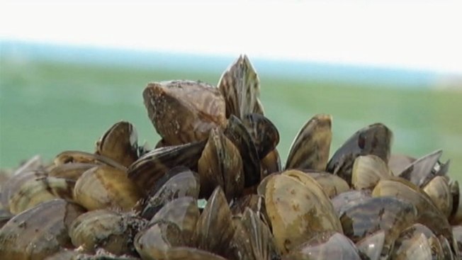 zebra solution for mussels Work UNT May Center Health Researcher's Offer Science