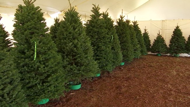 Free Christmas Trees Available Monday In Grapevine Nbc 5 Dallas Free Christmas Trees Available Monday In Grapevine
