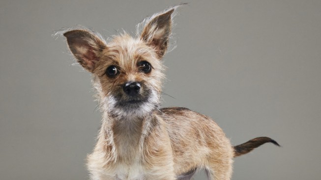 Dallas Shelter Dog to Appear in Animal Planet's Puppy Bowl
