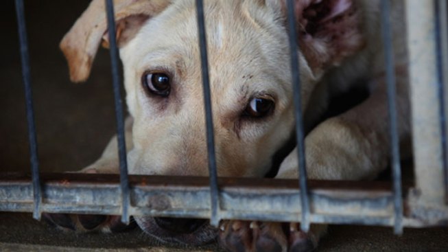 300 Dogs Rescued From Squalid Texas Kennel 300 Dogs Rescued From Squalid Texas Kennel