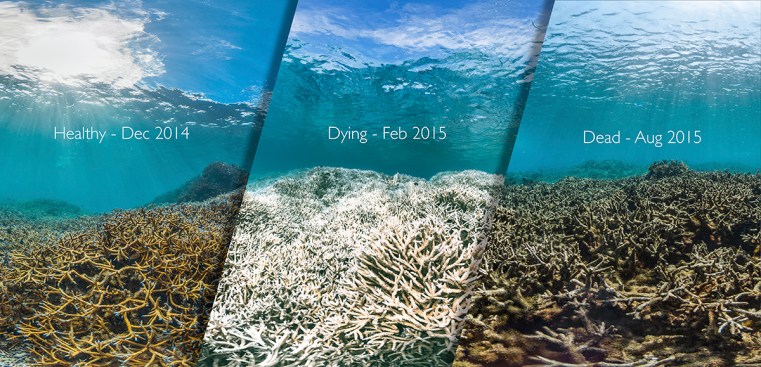 Image result for Coral reefs create clouds to control the climate