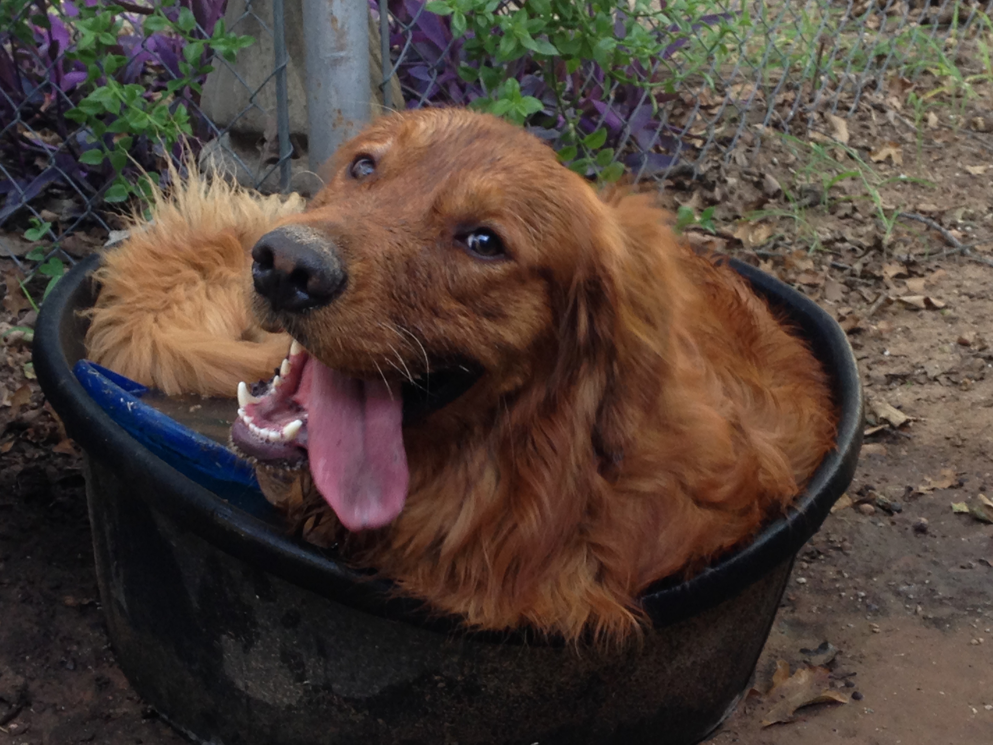 Dog Days of Summer - Aug. 8, 2018