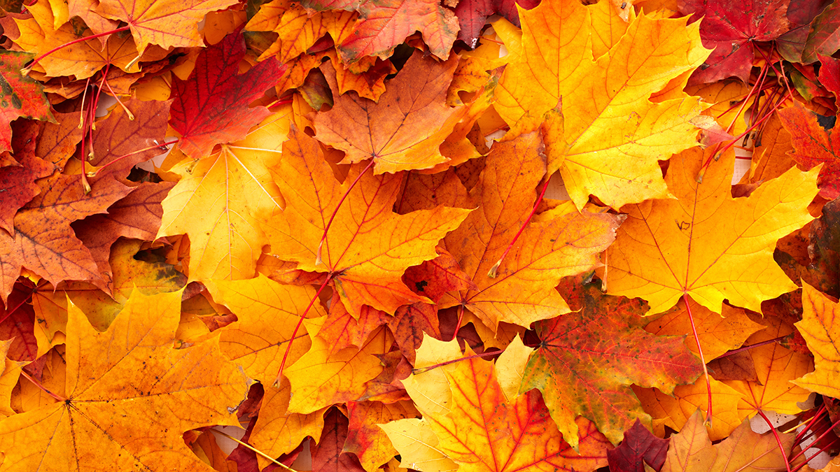Where and When to See Fall Colors in North Texas