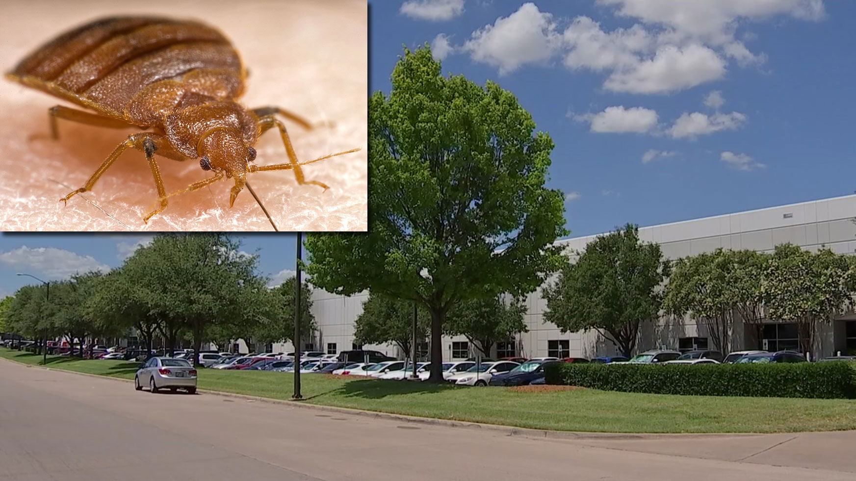 Bed Bugs Infest Government Office That Deals With Disasters
