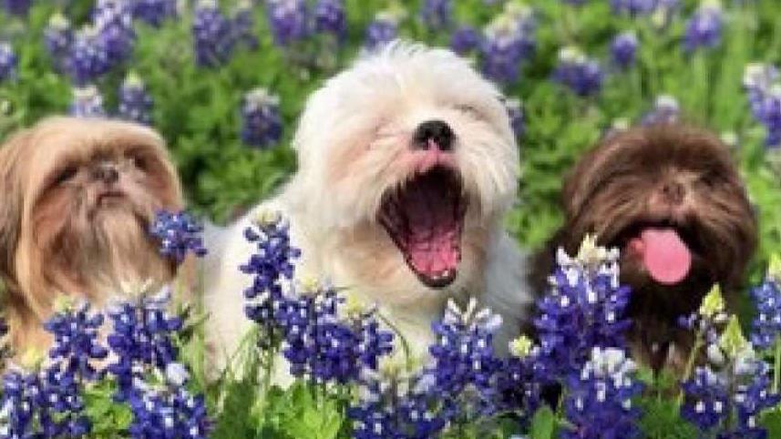 Bluebonnets in Bloom - April 5, 2018