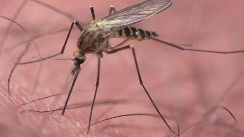 Seeing Mosquitoes Everywhere? It’s Not Your Imagination