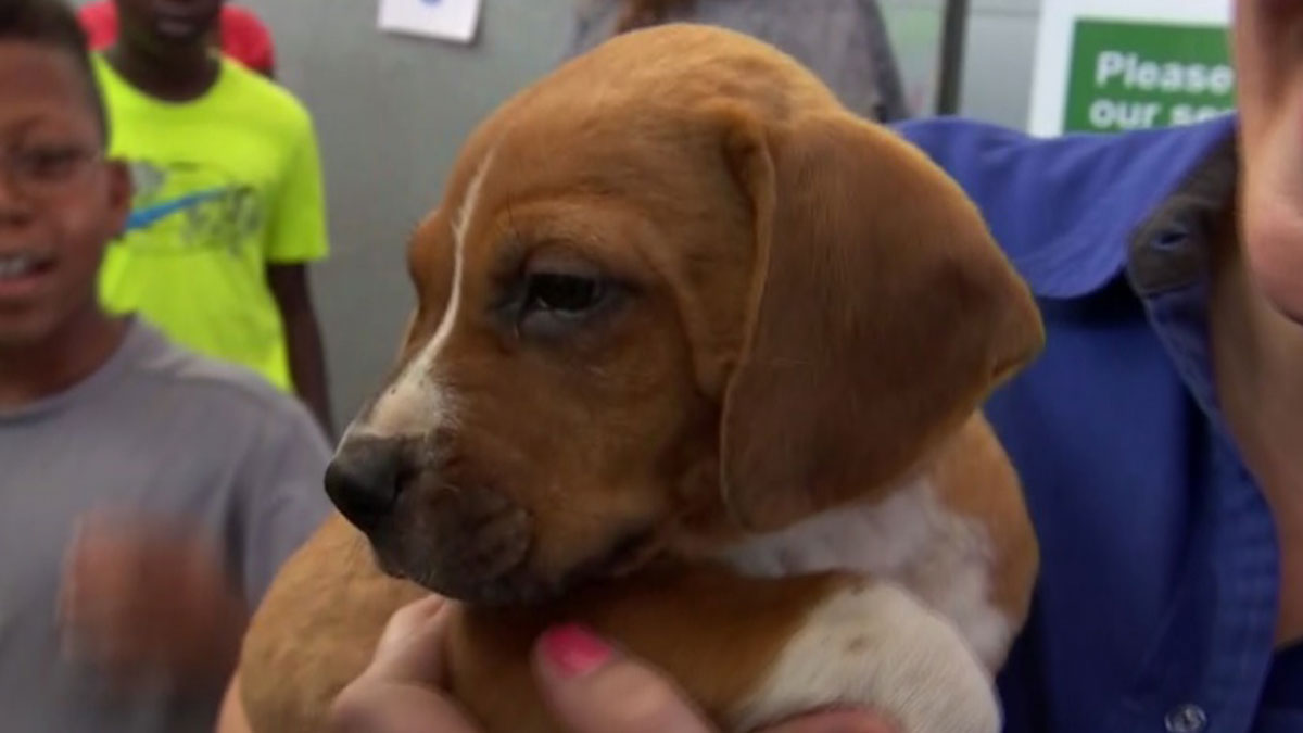 7,000 Pets Adopted, 5 Shelters Cleared, Countless Memories