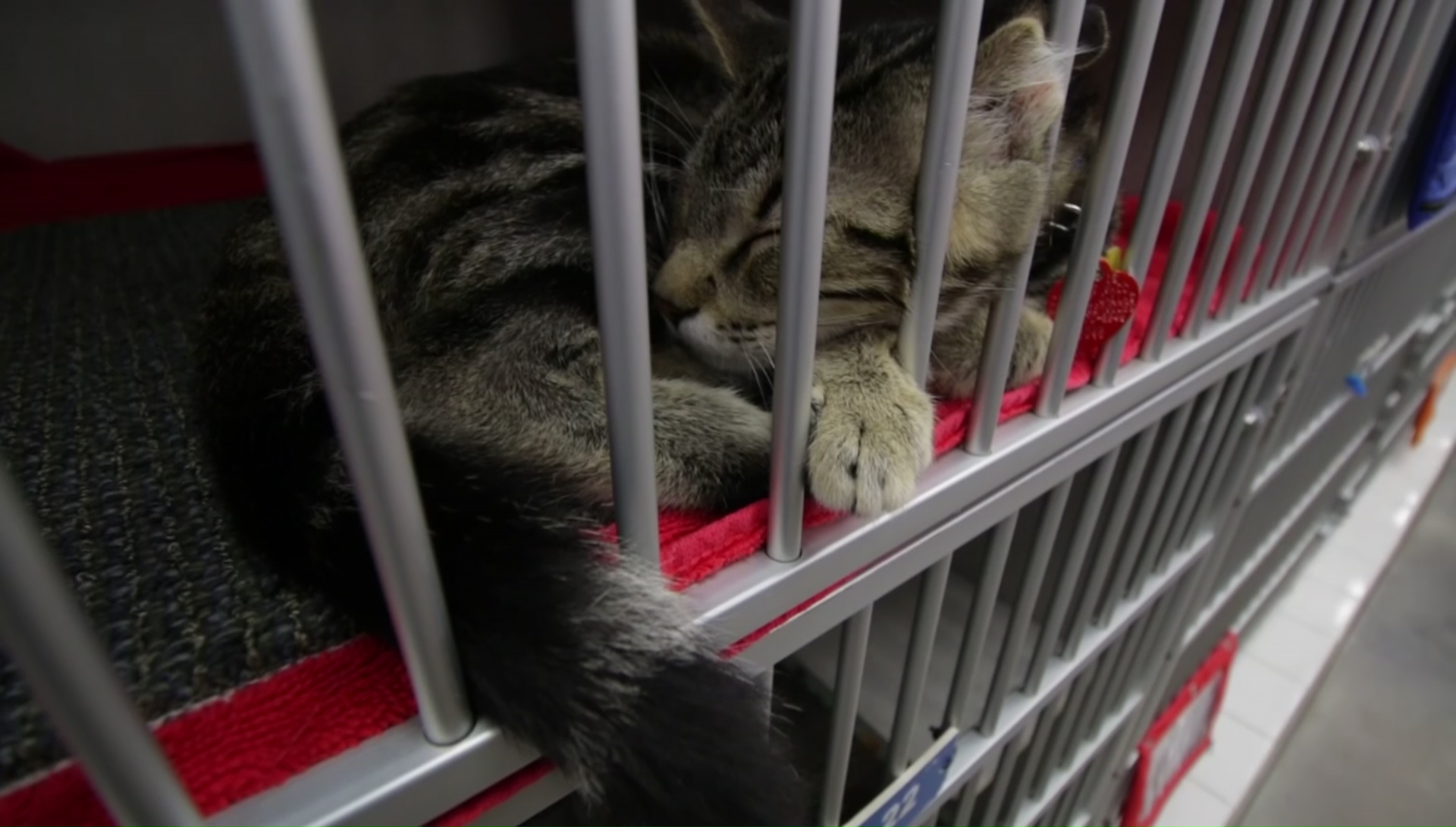 It's Saturday, Time to Clear The Shelters!