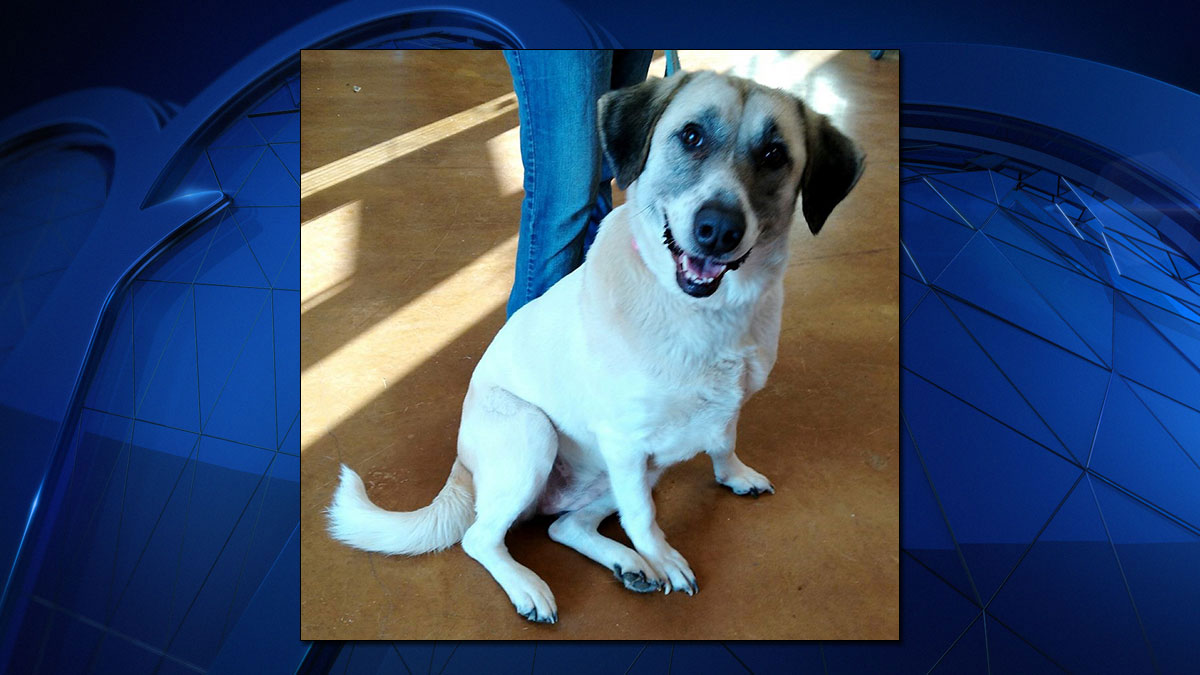 Dog Who Walked 40 Miles Back to Family Has New Home in Texas