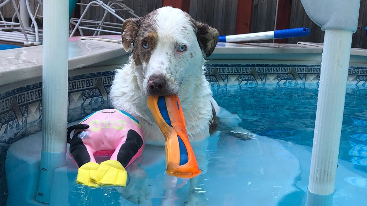 Dog Days of Summer - July 11, 2018