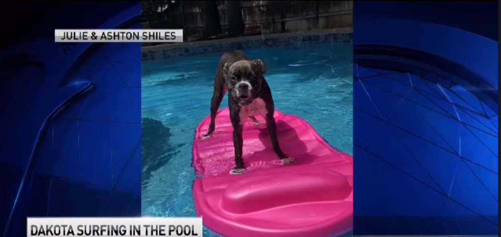 Dog Days of Summer - June 21, 2018