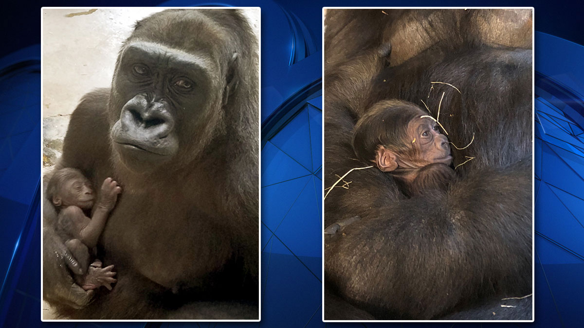 Dallas Zoo Hopes Gorilla Birth Helps Recycling Program