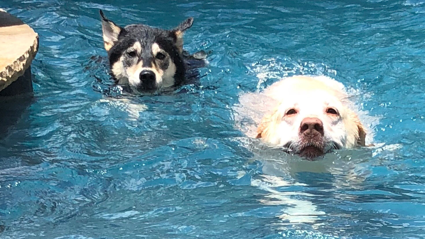 Dog Days of Summer - July 9, 2018