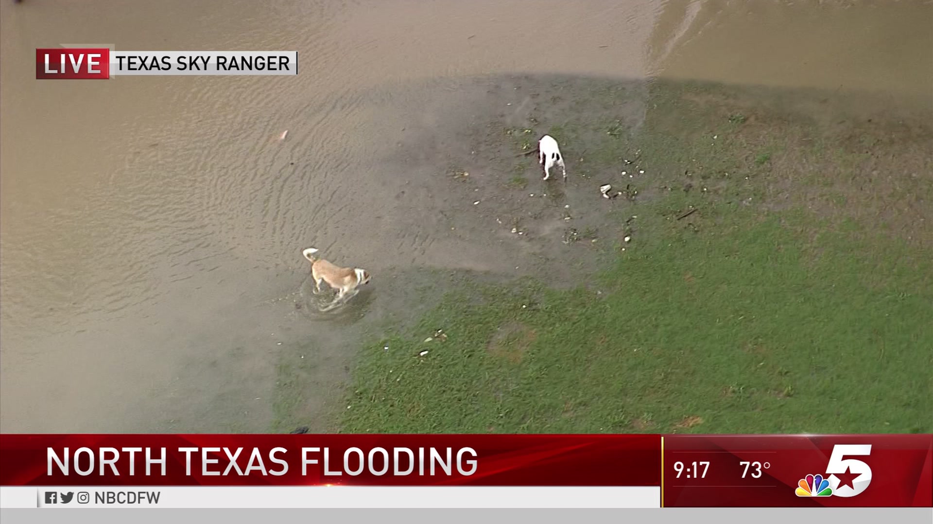 Texas Sky Ranger: Dogs Enjoy Flooded Park