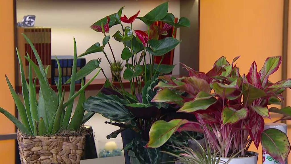 Elevate Your Spaces With These Indoor Plants