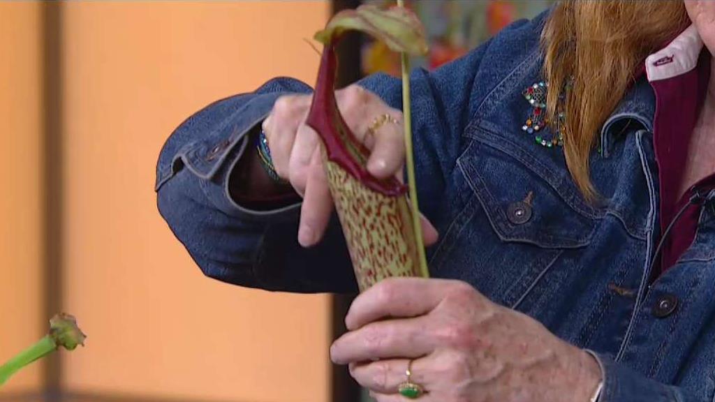 Finding Plants That Trap Insects