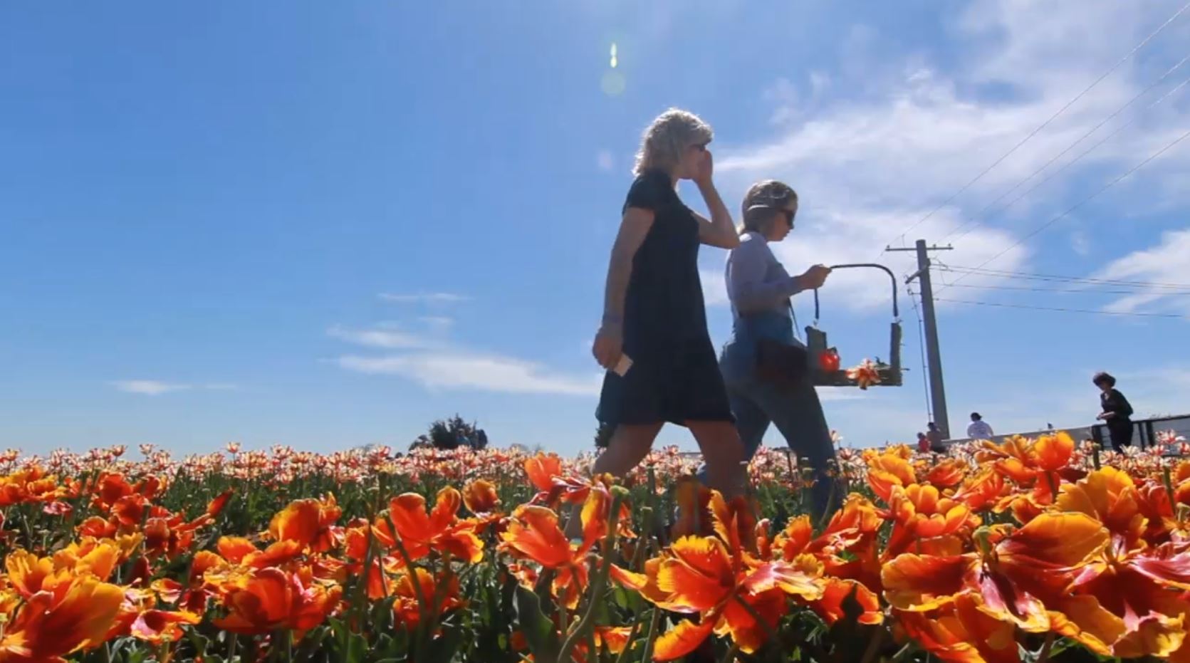 To See & Do: Hidden Gems for North Texas Newcomers