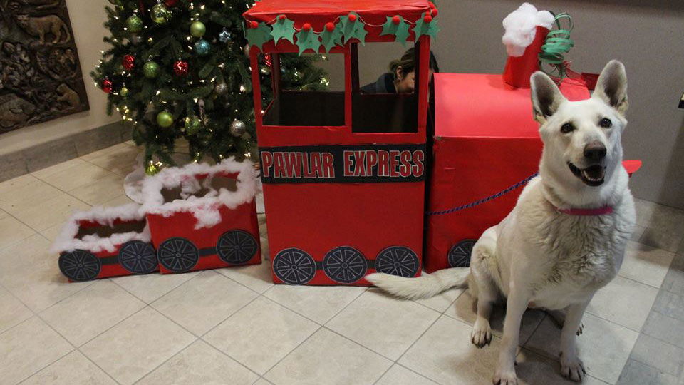 NTX Animal Shelter Will Deliver Pets For Christmas