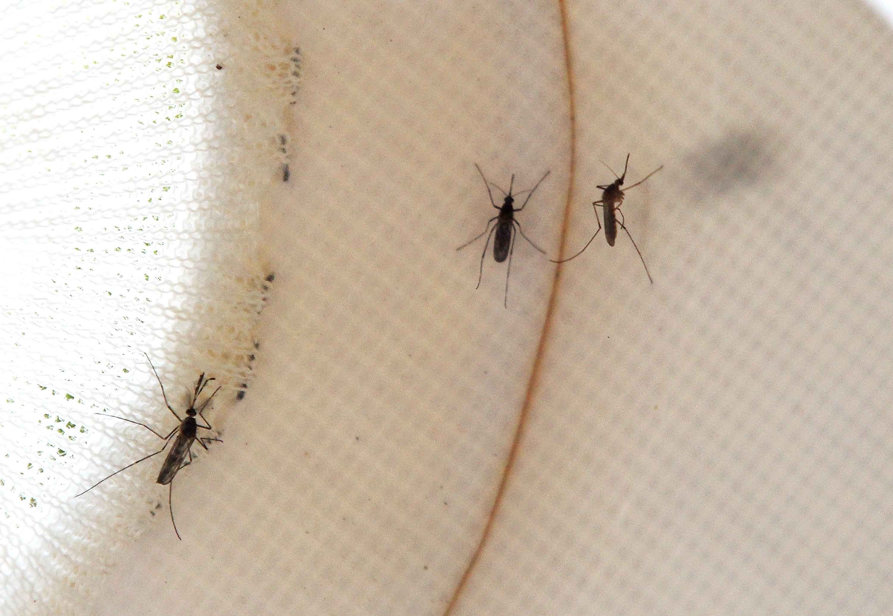 Rowlett Tests Positive for WNV, Ground Spraying Scheduled