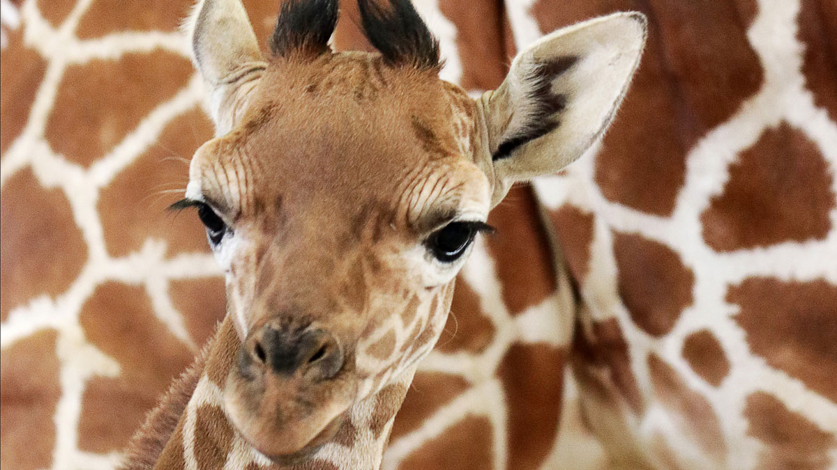 Baby Giraffe, Witten, to Debut at Dallas Zoo Monday