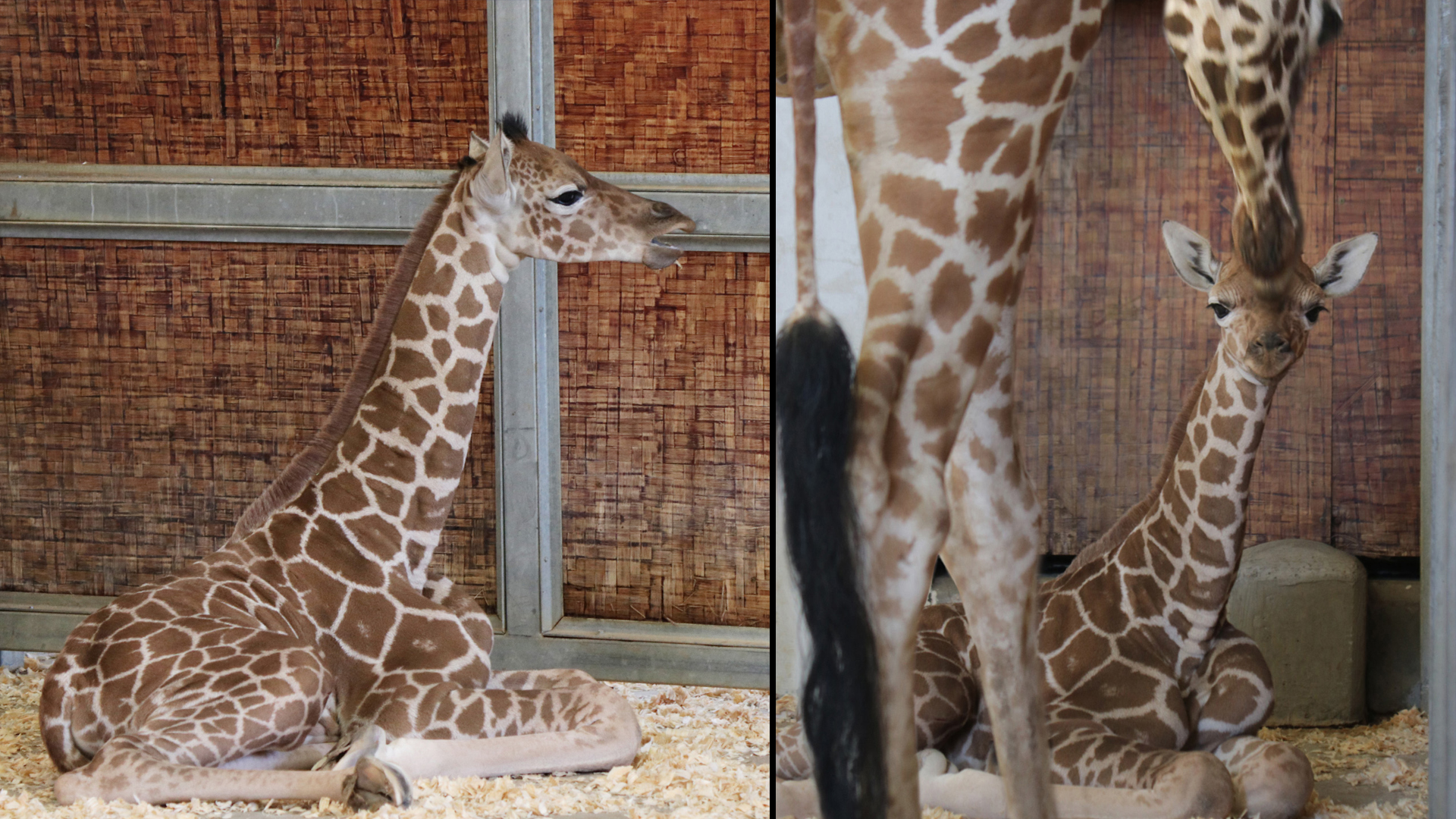 Baby Giraffe Born at Dallas Zoo