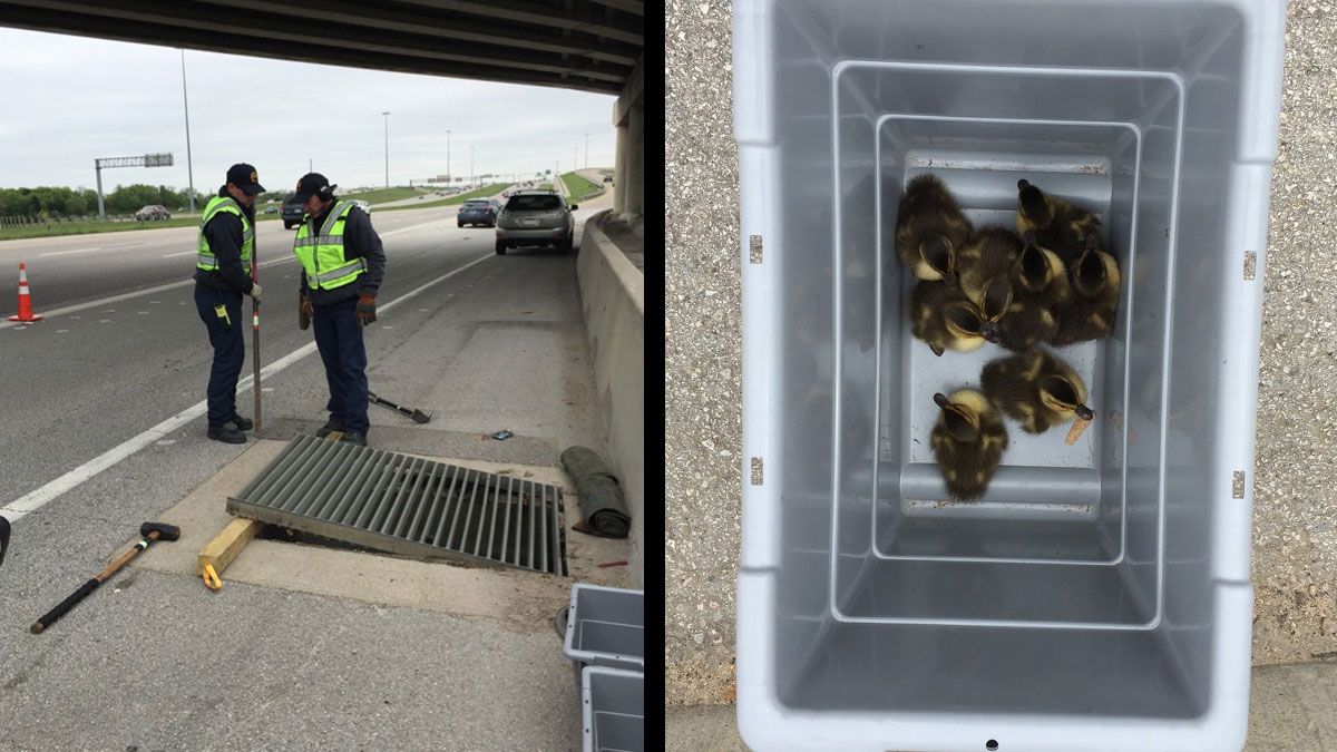 Grapevine Firefighters Rescue 8 Ducklings From Storm Drain