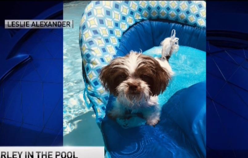 Dog Days of Summer - July 3, 2018