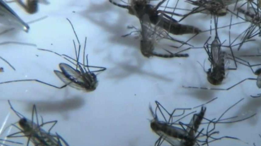 Plano City Trap Tested Positive for West Nile