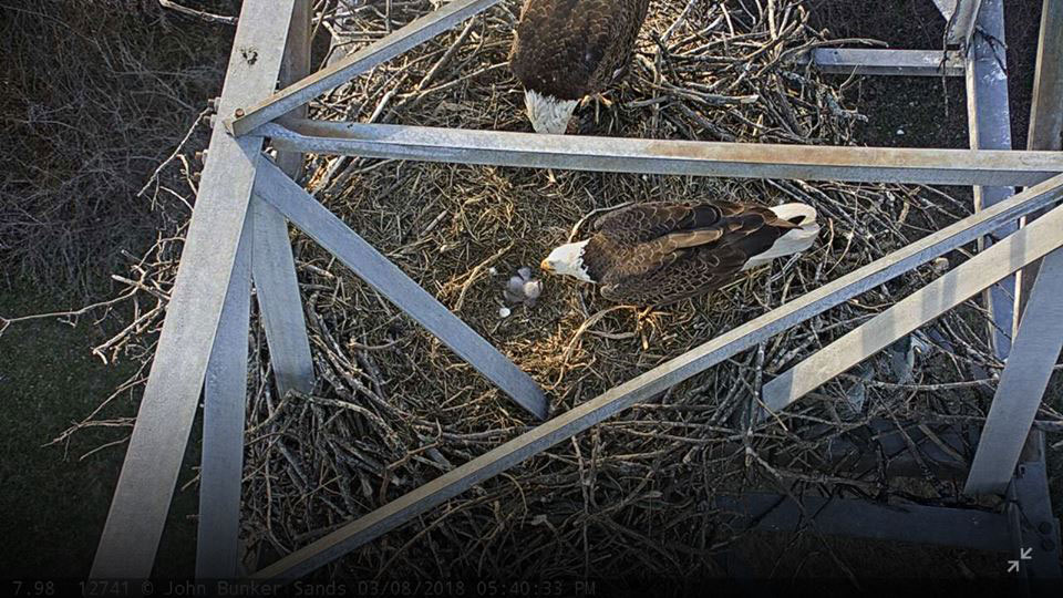 North Texas Has a New Bald Eagle