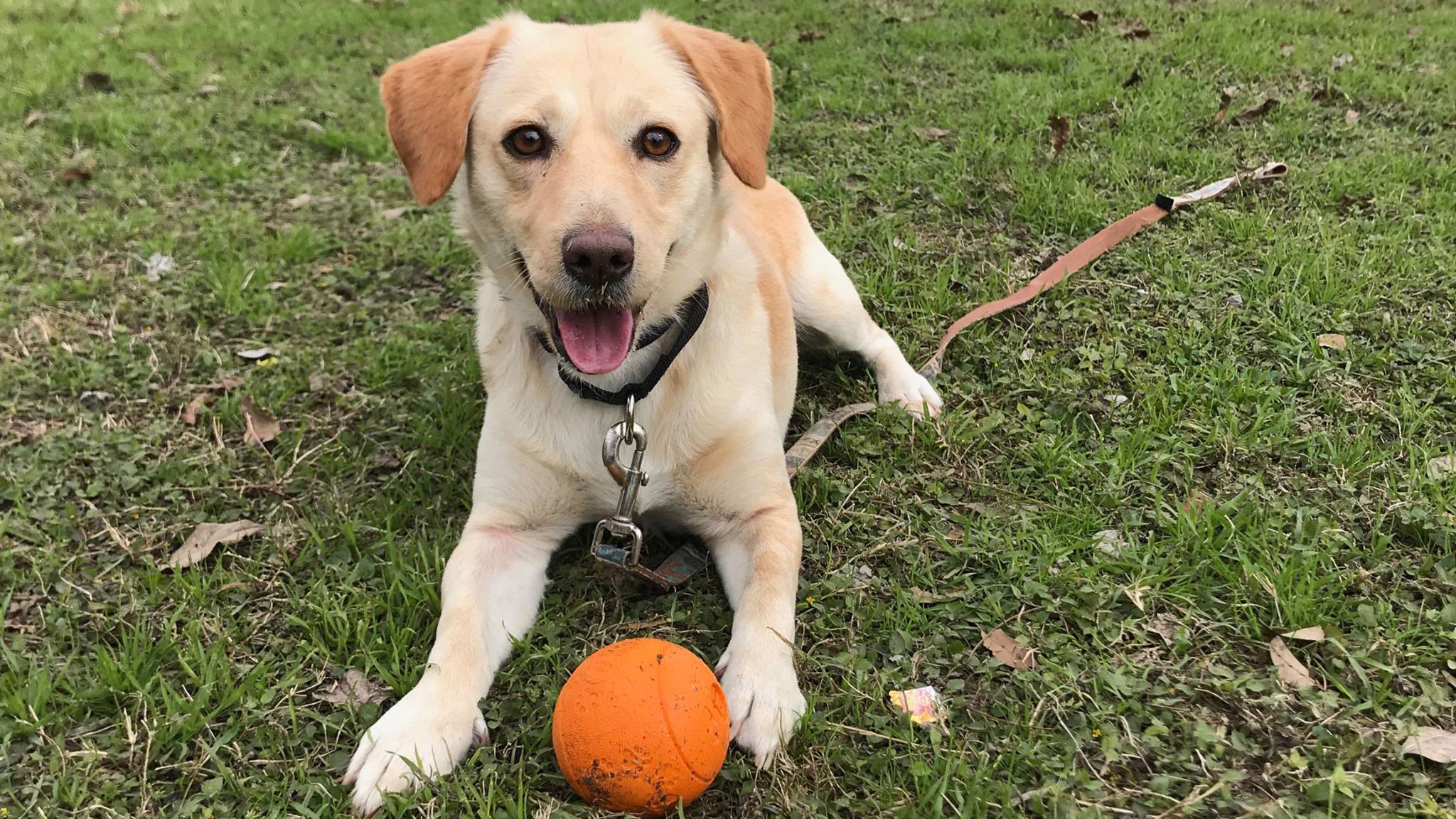 Dallas Dog 'Lamb of God' Improving in Austin Foster Home