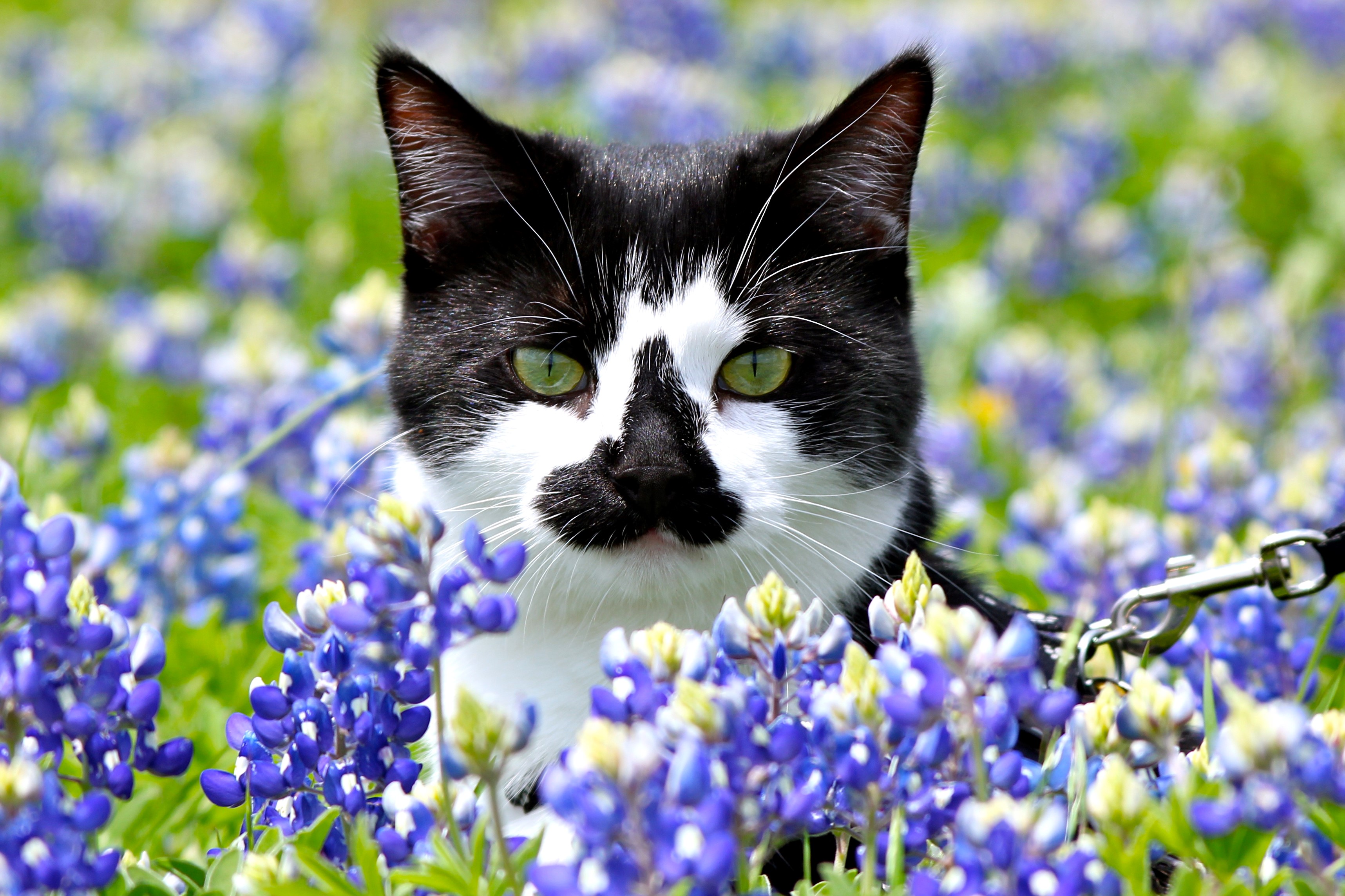 It's Bluebonnet Time In Texas: Everything You Need To Know