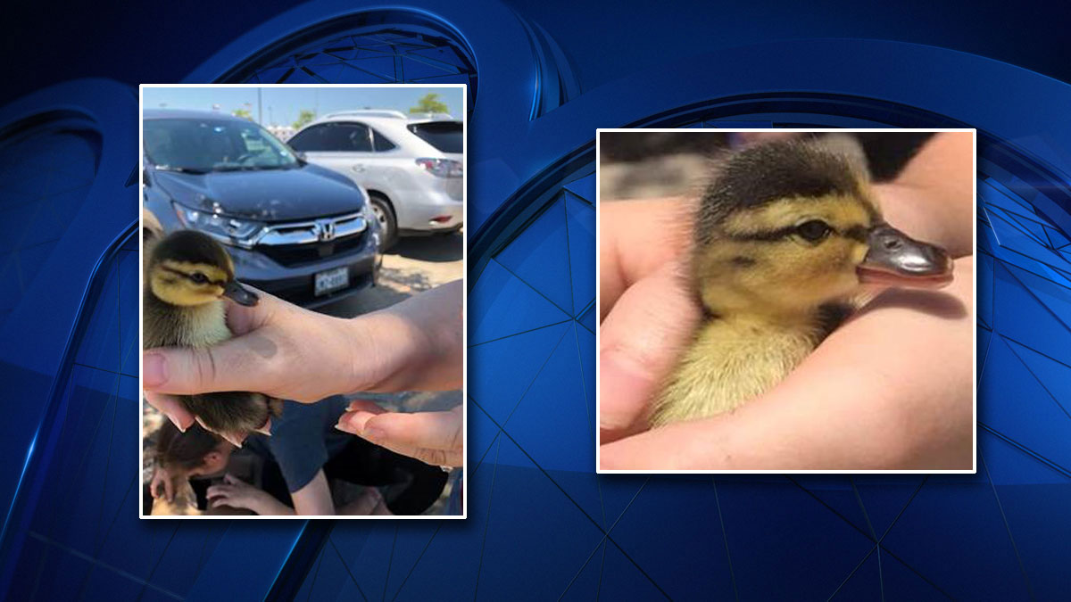 Ducklings Rescued from Storm Drain