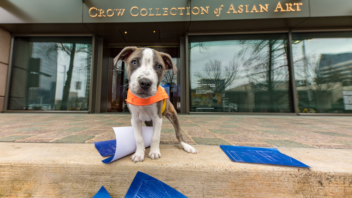 Pardon the Crow Collection of Asian Art’s Dust