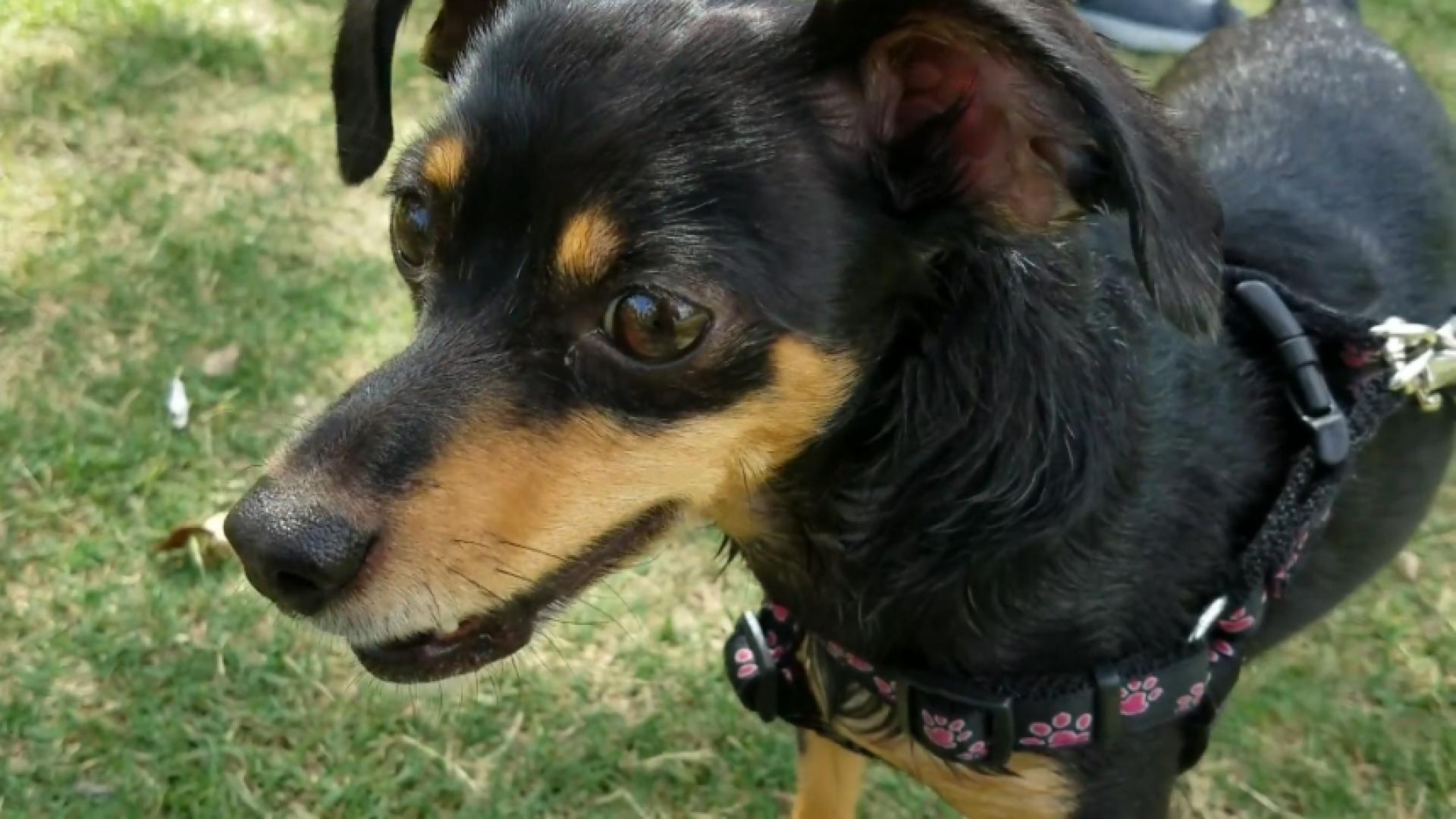 Tips to Protect Your Pet from Overheating