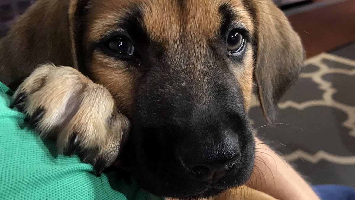 Pet of the Week: Justin