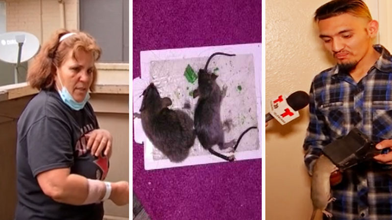 Dallas Renters Say Apartments Are Infested With Rats