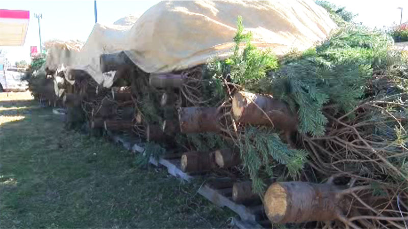Christmas Tree Recycling Locations Now Open in North Texas
