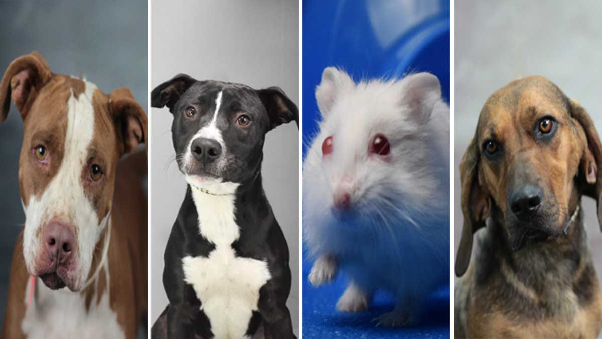 Looking to Adopt a Pet? These Are Ready to Go Home with You