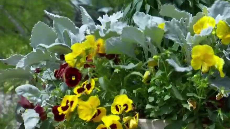 Perfecting Your Potted Landscape