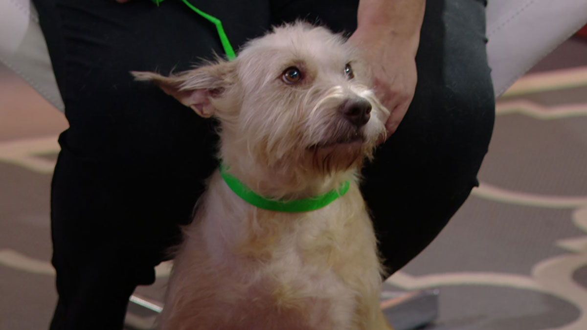 Pet of the Week: Peach
