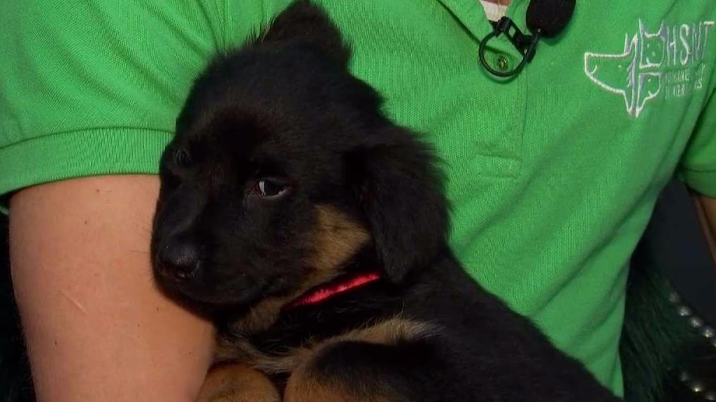 Pet of the Week: Macky