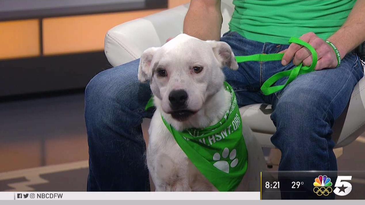 Pet of the Week: Nell