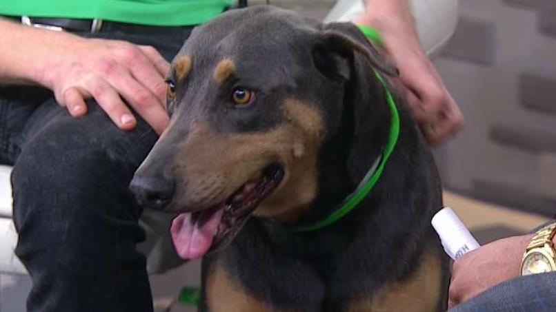 Pet of the Week: Darwin