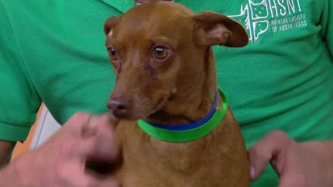 Pet of the Week: Duke