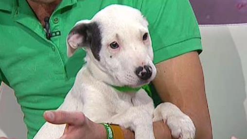 Pet of the Week: Gonzo